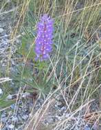 Image of Lupinus regalis Bergmans