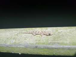 Image of Gray's Chinese Gecko