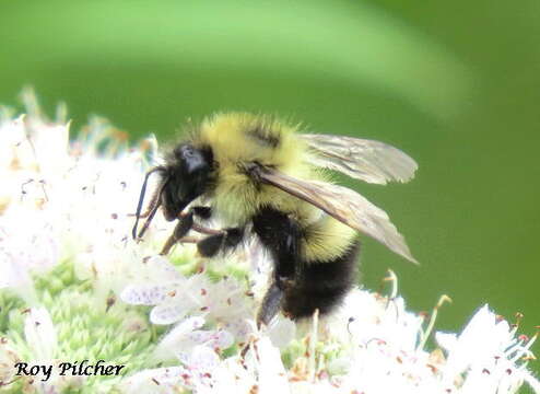 Image of Half-black Bumblebee