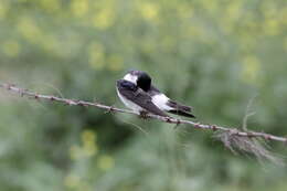 Image of White-rumped Swallow
