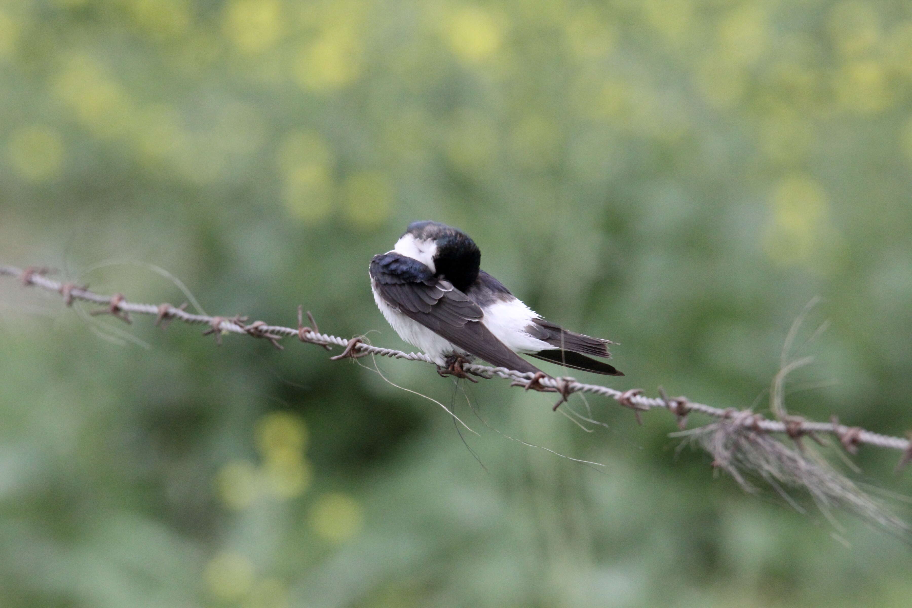 Image of White-rumped Swallow