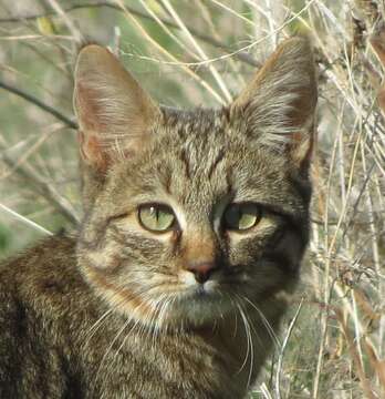 Image of African Wildcat