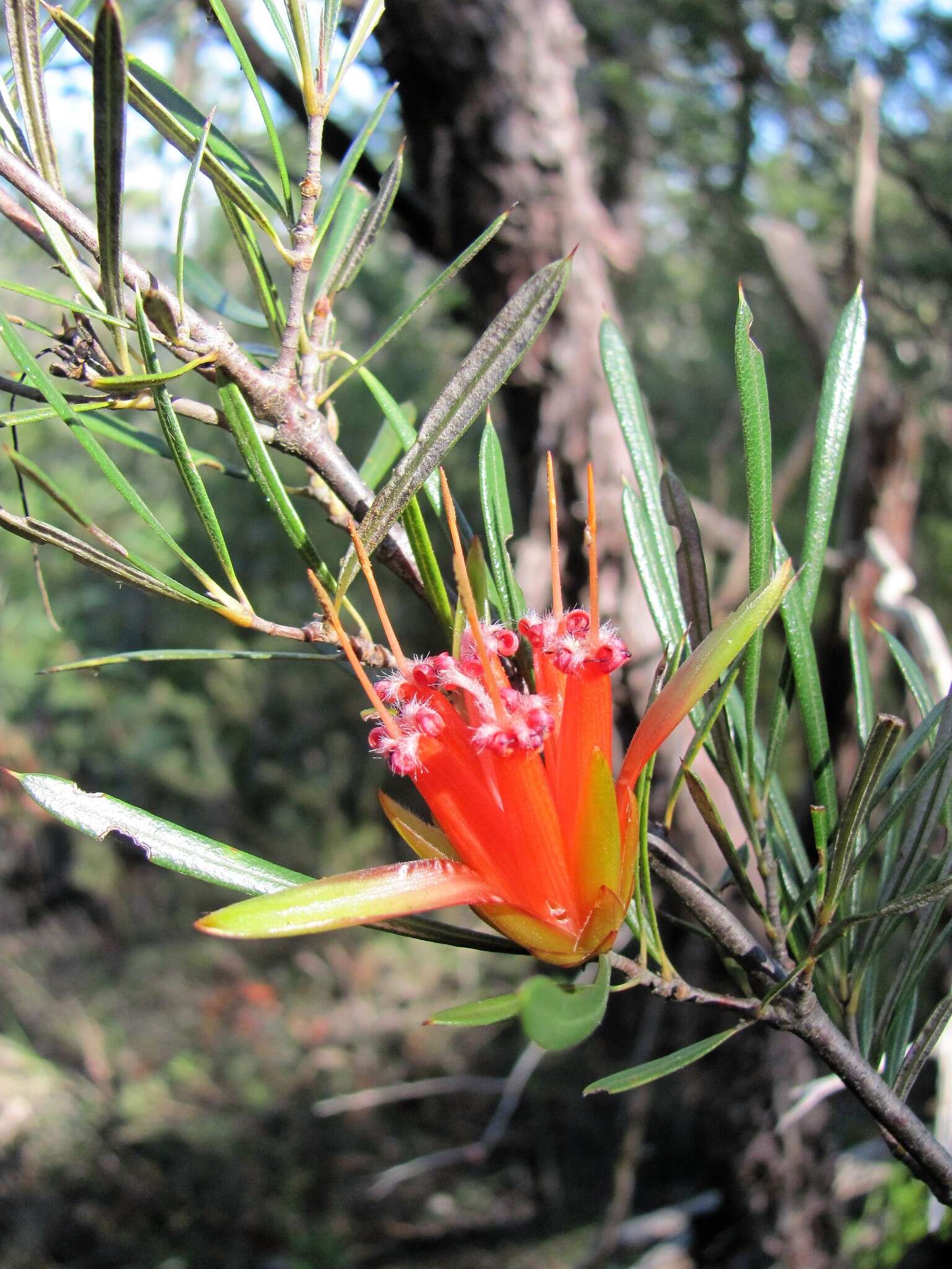 Image of Lambertia formosa Sm.