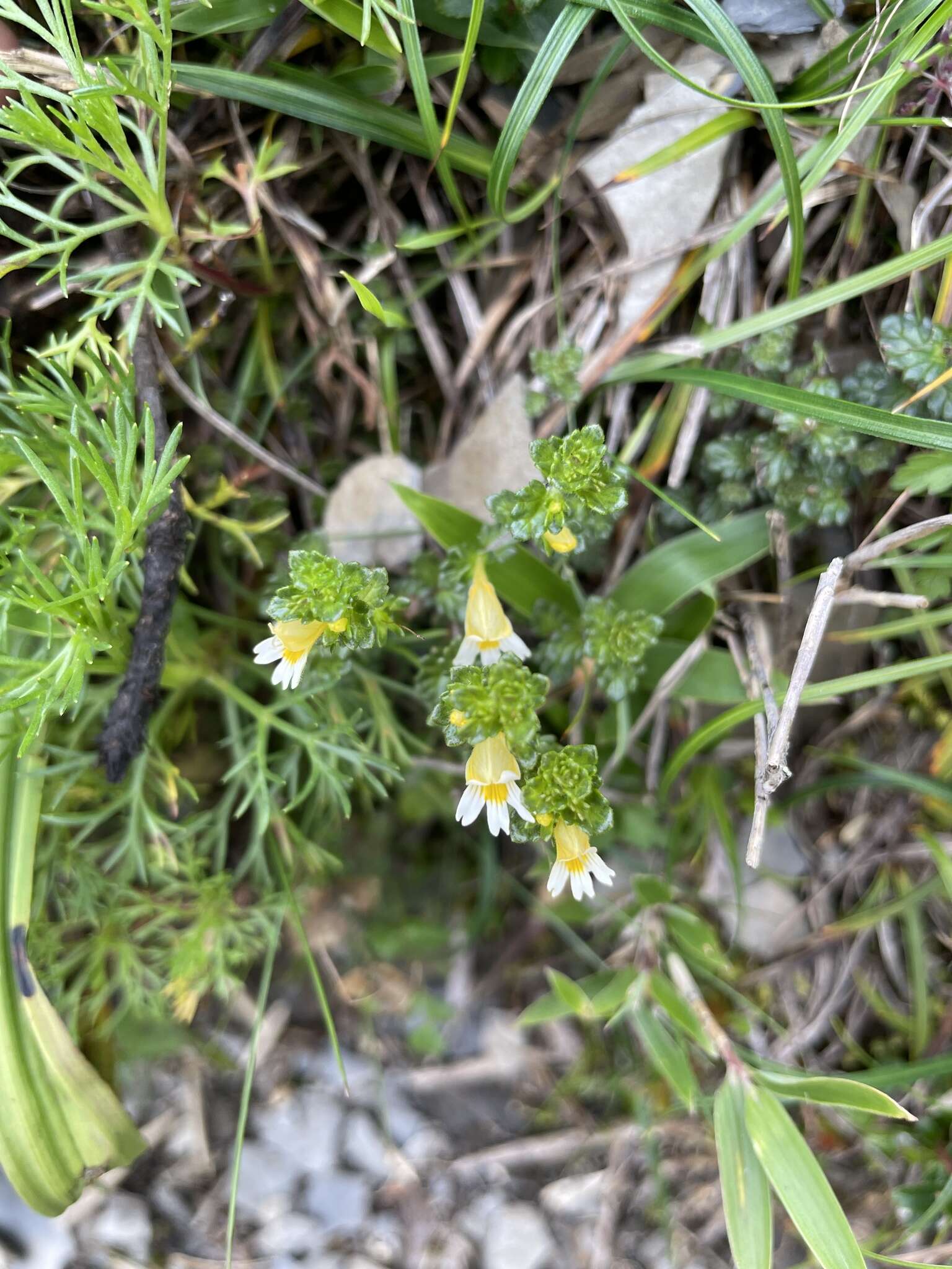 Image of Euphrasia transmorrisonensis var. durietziana (Ohwi) T. C. Huang & M. J. Wu