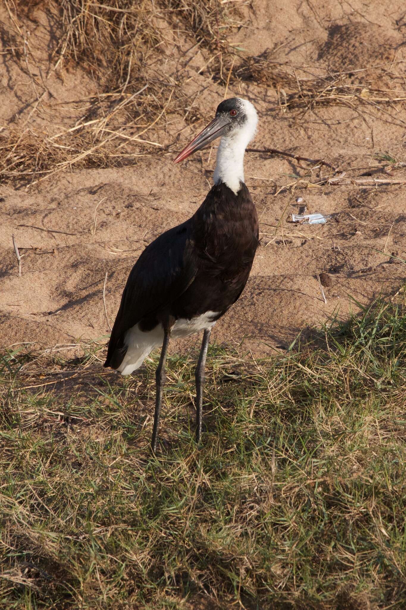 Image of African Woolly-necked Stork