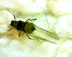 Image of Aphid