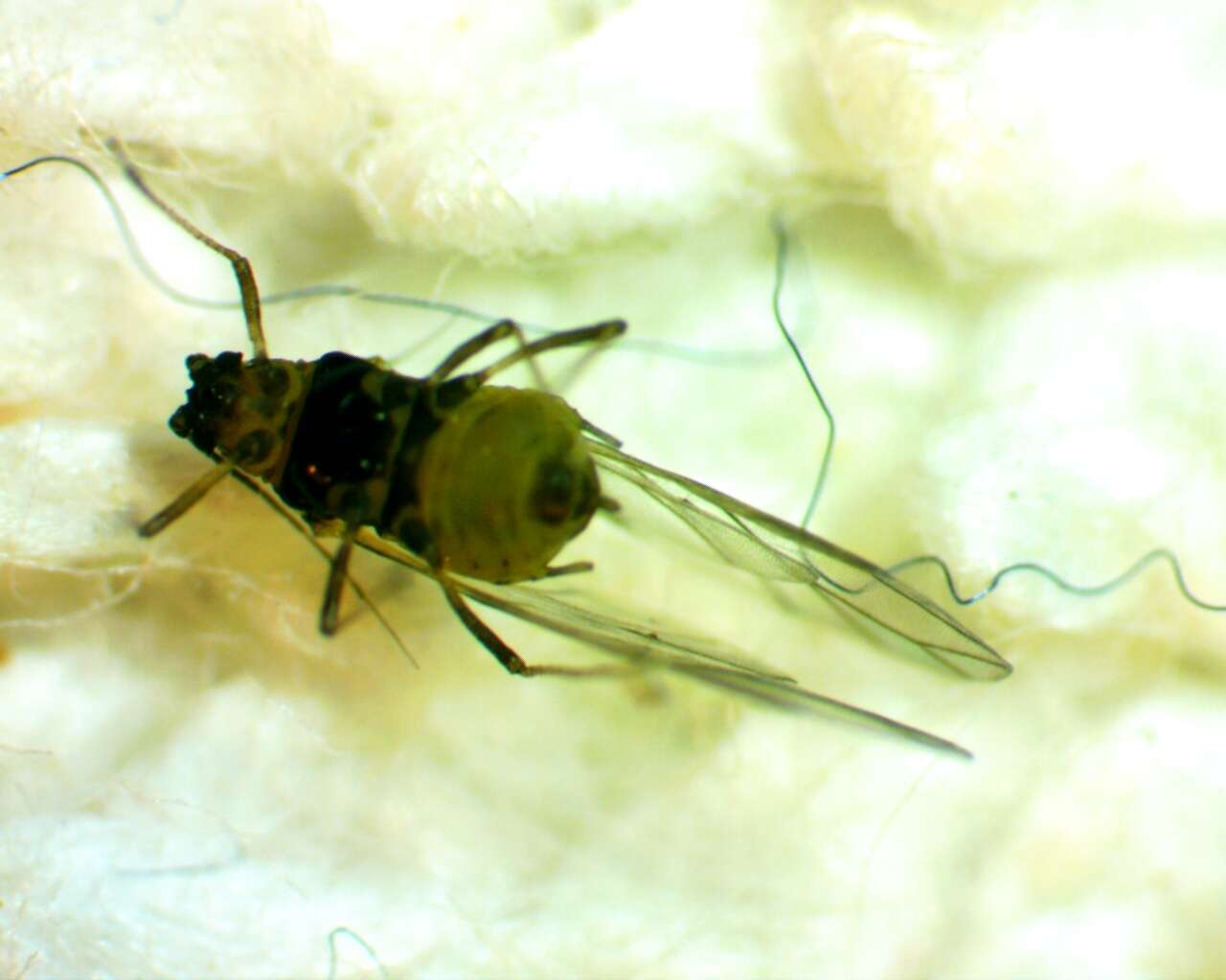 Image of Aphid