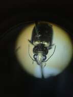 Image of Bembidion (Ochthedromus) bifossulatum (Le Conte 1852)