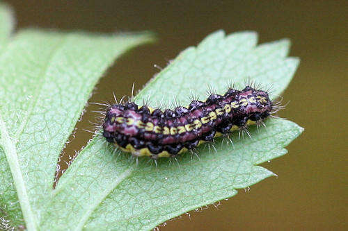 Image of Aglaope infausta Linnaeus 1767