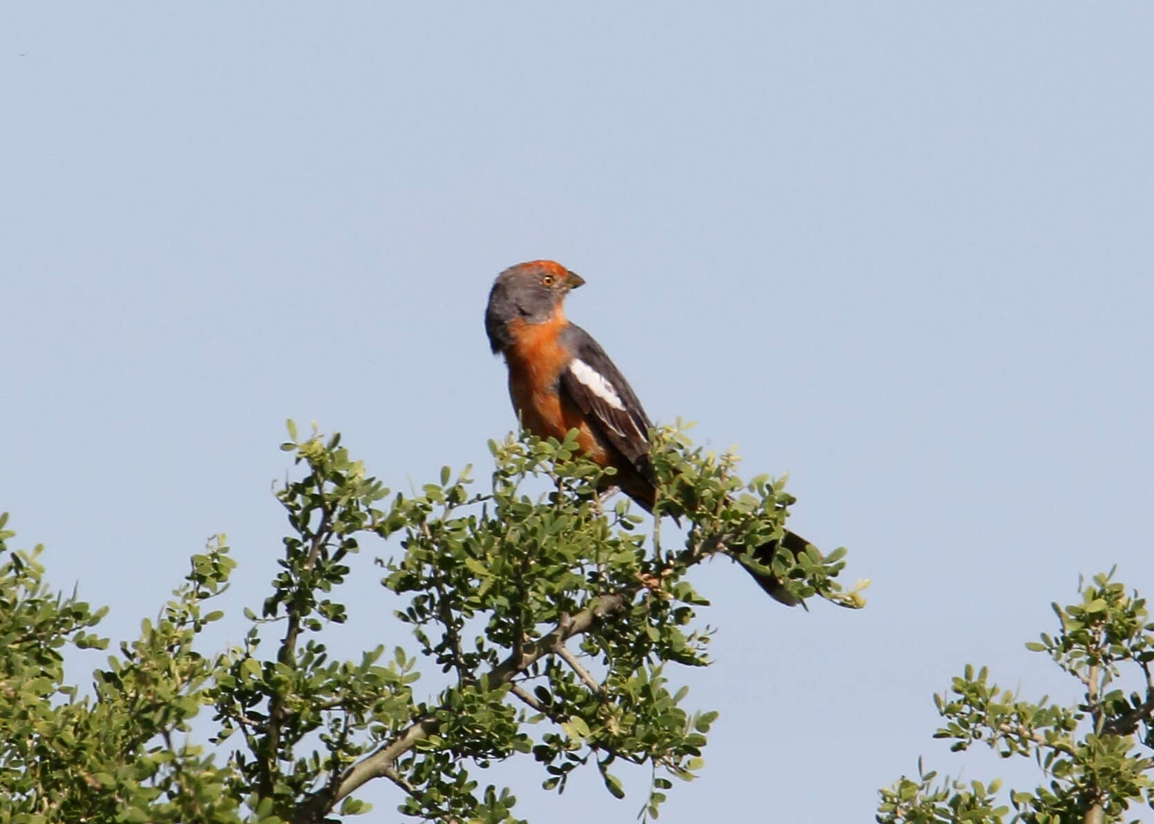 Image de Rara du Paraguay