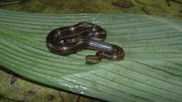 Image of Rainbow Mud Snake