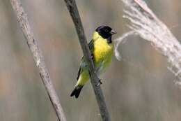 Image of Hooded Siskin