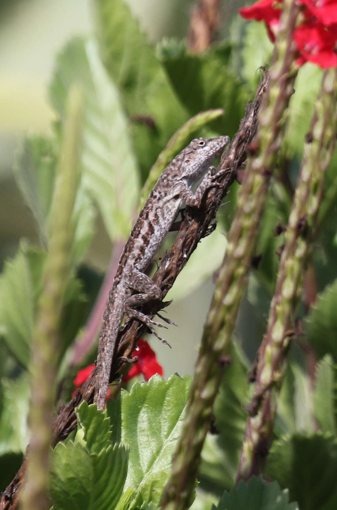 Anolis bonairensis Ruthven 1923 resmi