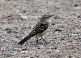 Image of Patagonian Mockingbird