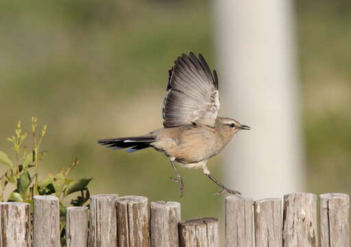 Image of Patagonian Mockingbird