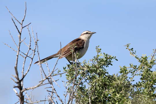 Image of Chalk-browed Mockingbird