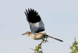 Image of White-banded Mockingbird