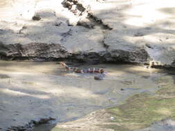 Image of Banded Water Snake