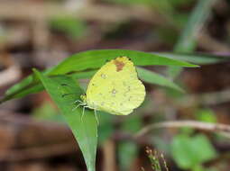 Слика од <i>Eurema floricola anjuana</i> (Butler 1879)