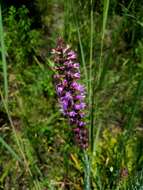 Image of prairie blazing star