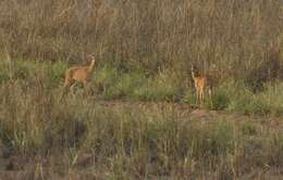Image of Four-horned Antelopes