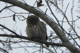 Plancia ëd Glaucidium peruanum König & C 1991