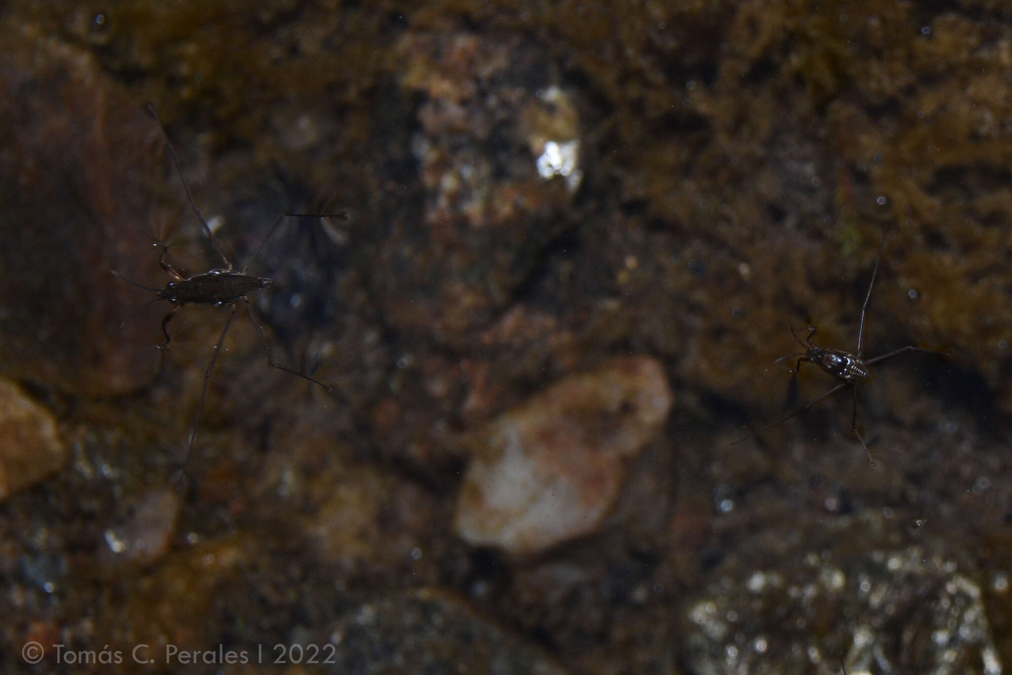 Image of Eurygerris fuscinervis (Berg 1898)