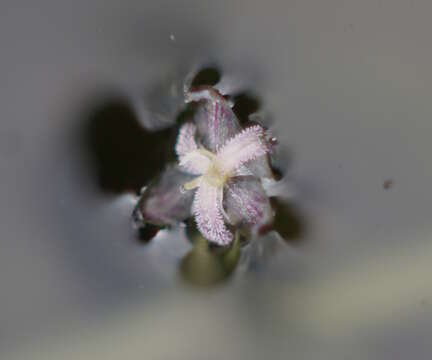 Image of western waterweed