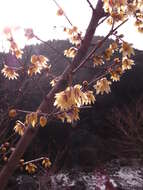 Image of Fragrant Wintersweet