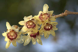 Image of Fragrant Wintersweet