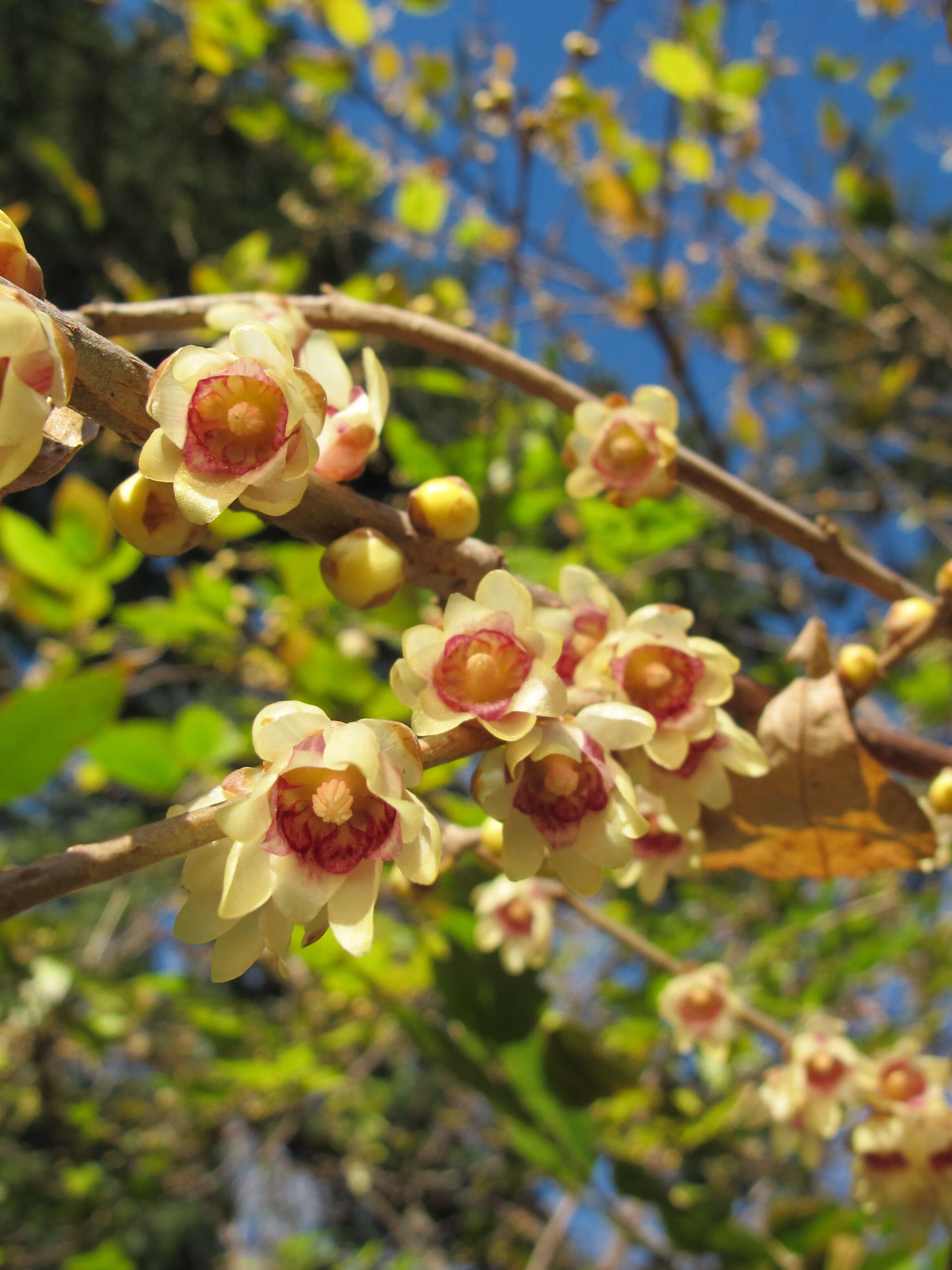 Image of Fragrant Wintersweet