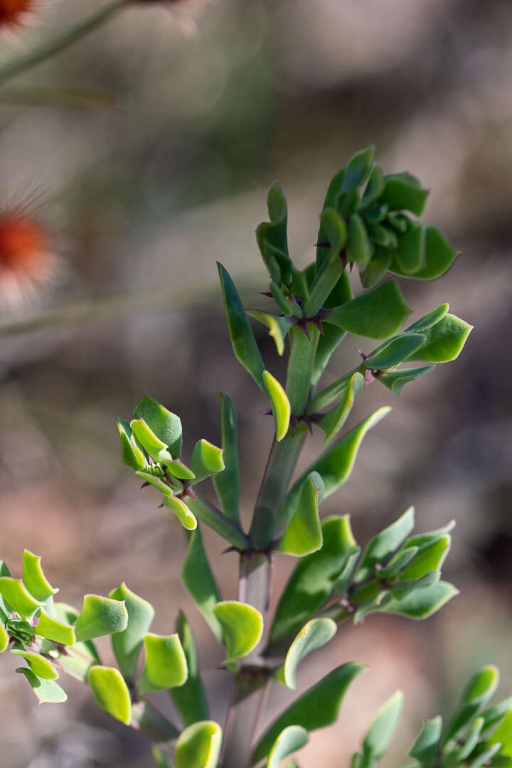 Image of Roepera flexuosa (Eckl. & Zeyh.) Beier & Thulin