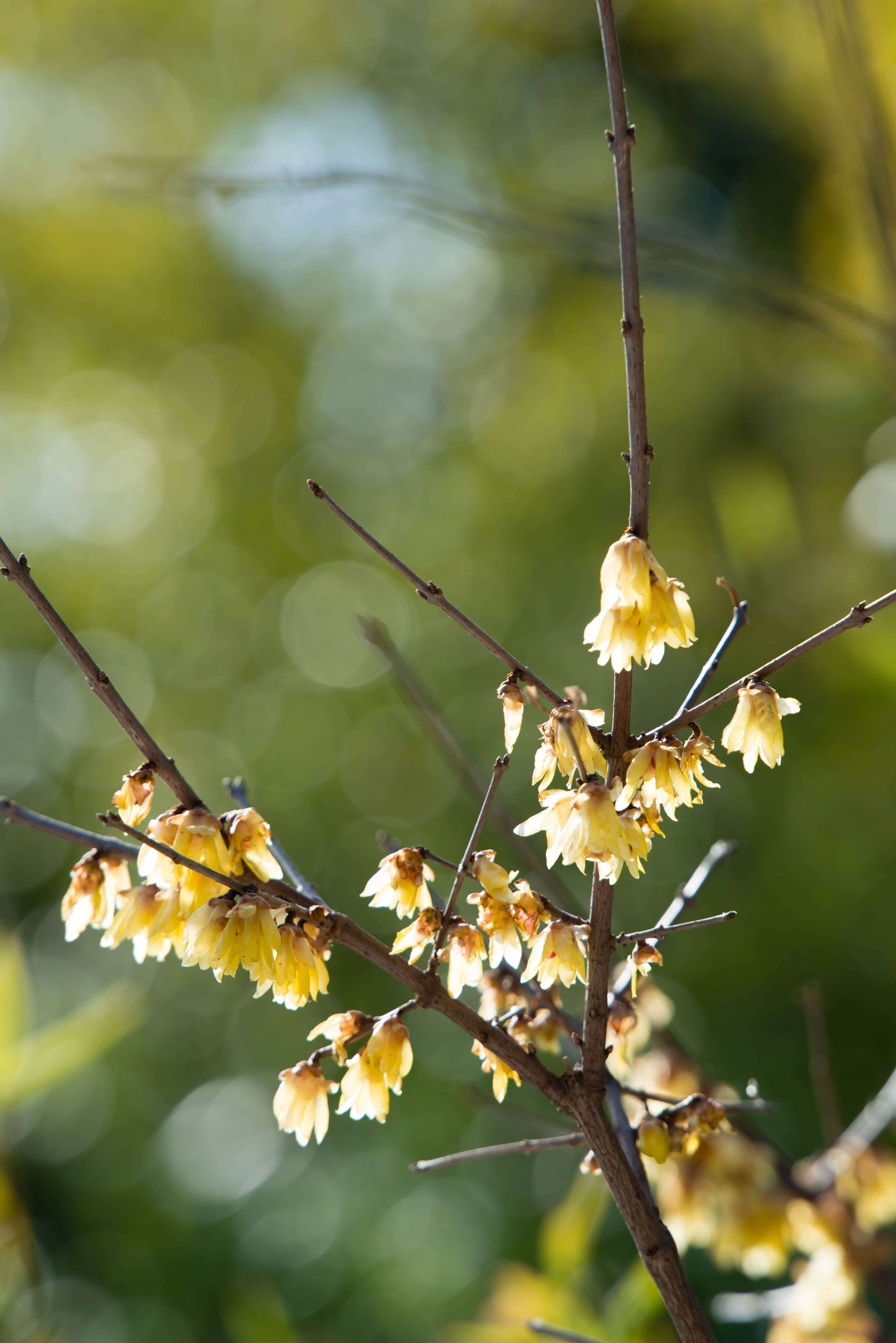 Image of Fragrant Wintersweet