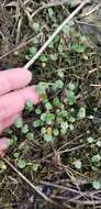 Image of Kentucky glade cress