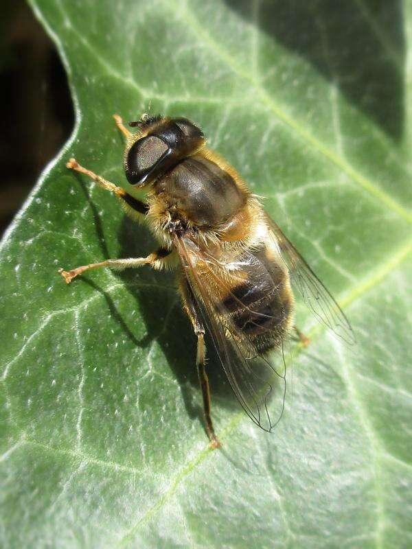 Image of Eristalis pertinax (Scopoli 1763)