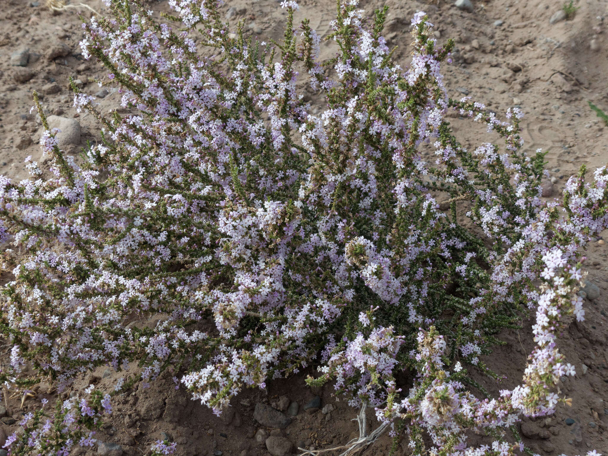 صورة Junellia seriphioides (Gillies & Hook.) Moldenke