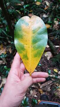 Image of Griselinia lucida (J. R. Forst. & G. Forst.) G. Forst.