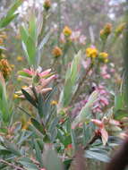 Image of Styphelia triflora Andr.