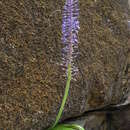 Sivun Spetaea lachenaliiflora Wetschnig & Pfosser kuva