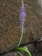 Image of Spetaea lachenaliiflora Wetschnig & Pfosser