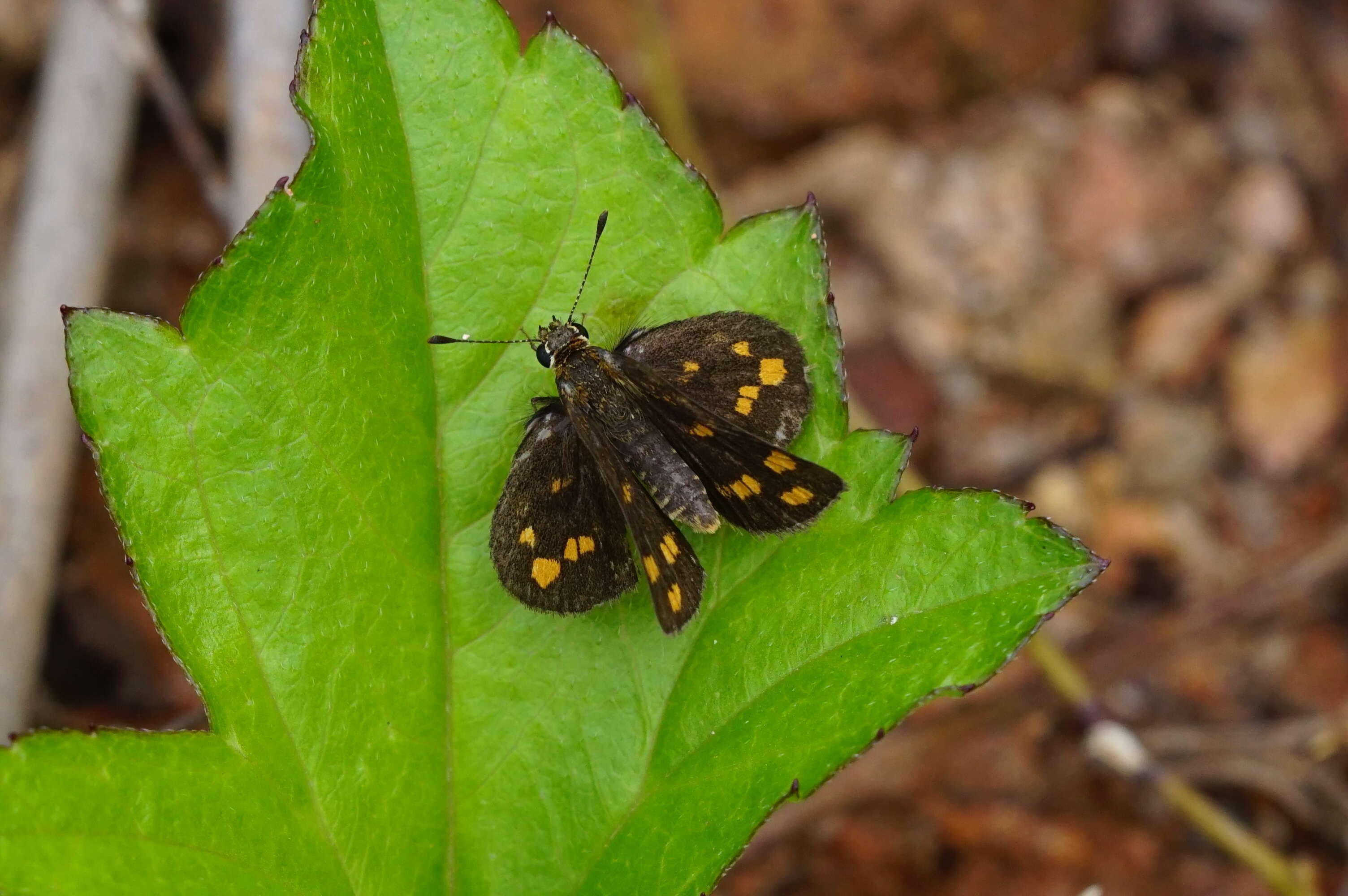 Imagem de Taractrocera ceramas Hewitson 1868