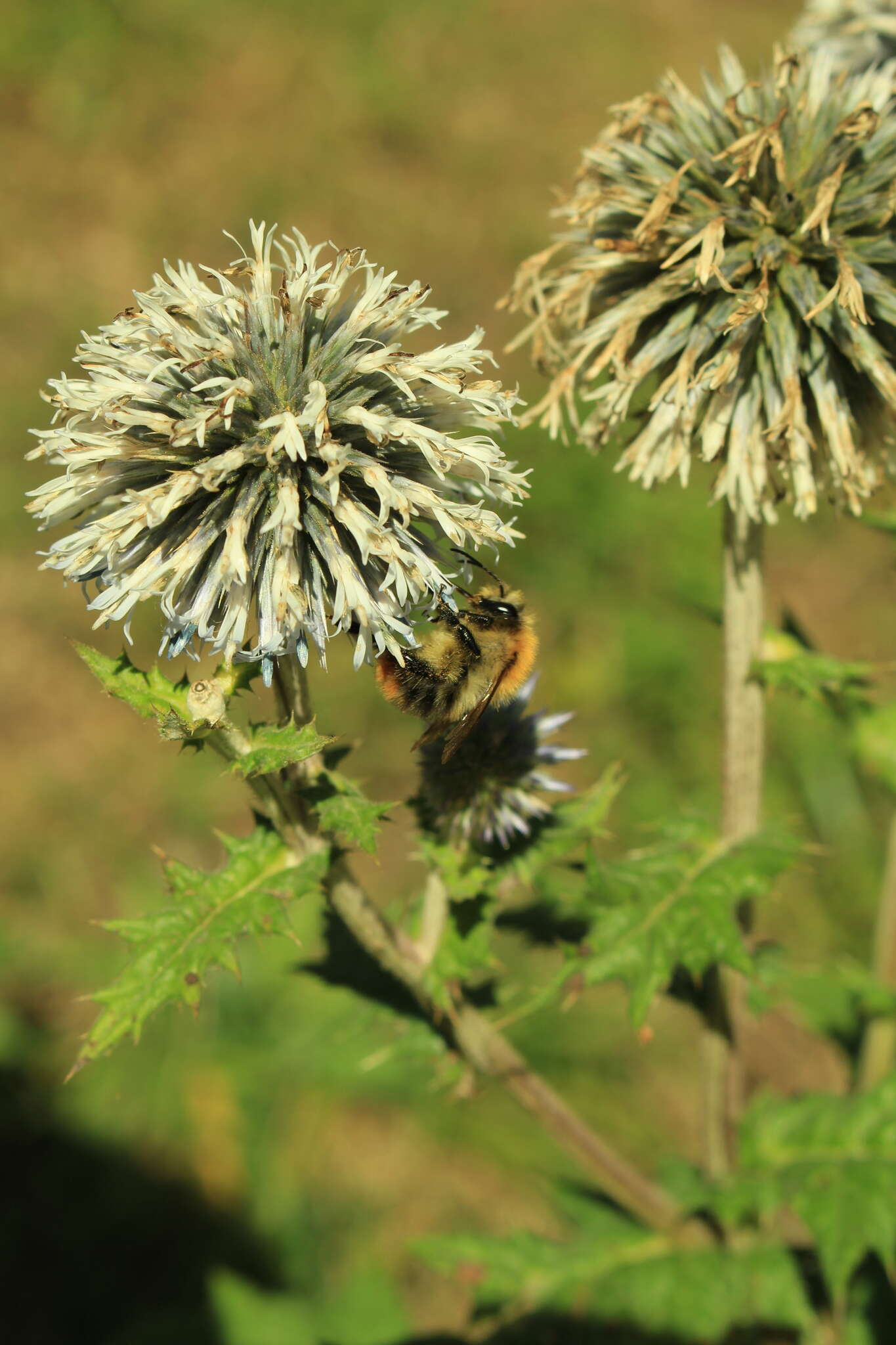 Image of Chapman's HOney Plant