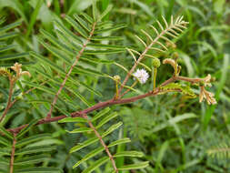 Image of Sensitive Plant