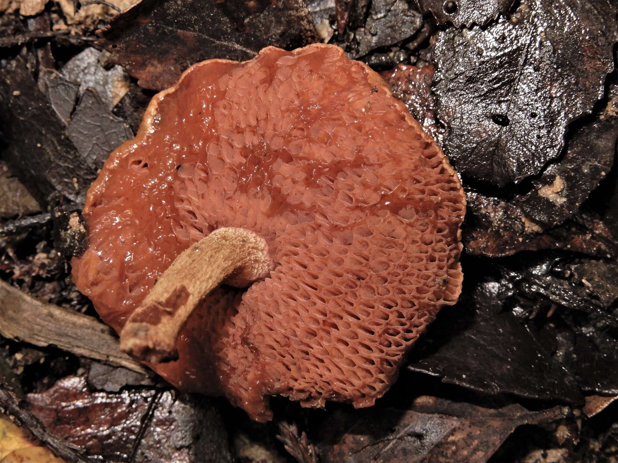 Image of Chalciporus aurantiacus (McNabb) Pegler & T. W. K. Young 1981