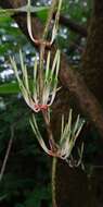 Imagem de Helicanthes elasticus (Desr.) Danser