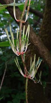 Слика од Helicanthes elasticus (Desr.) Danser