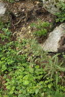 Image of Cirsium echinus (M. Bieb.) Hand.-Mazz.