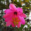 Image of Passiflora lanata (Juss.) Poir.