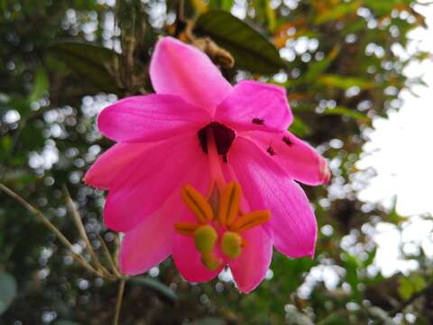Imagem de Passiflora lanata (Juss.) Poir.