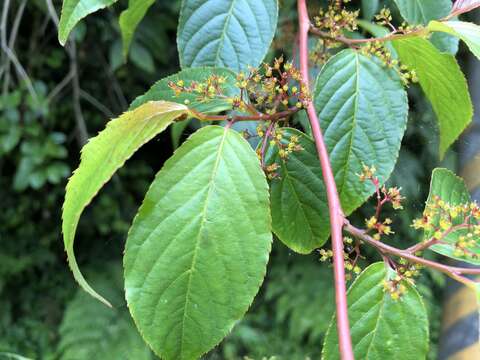 Imagem de Perrottetia arisanensis Hayata